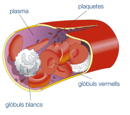 Plasma rico en plaquetas